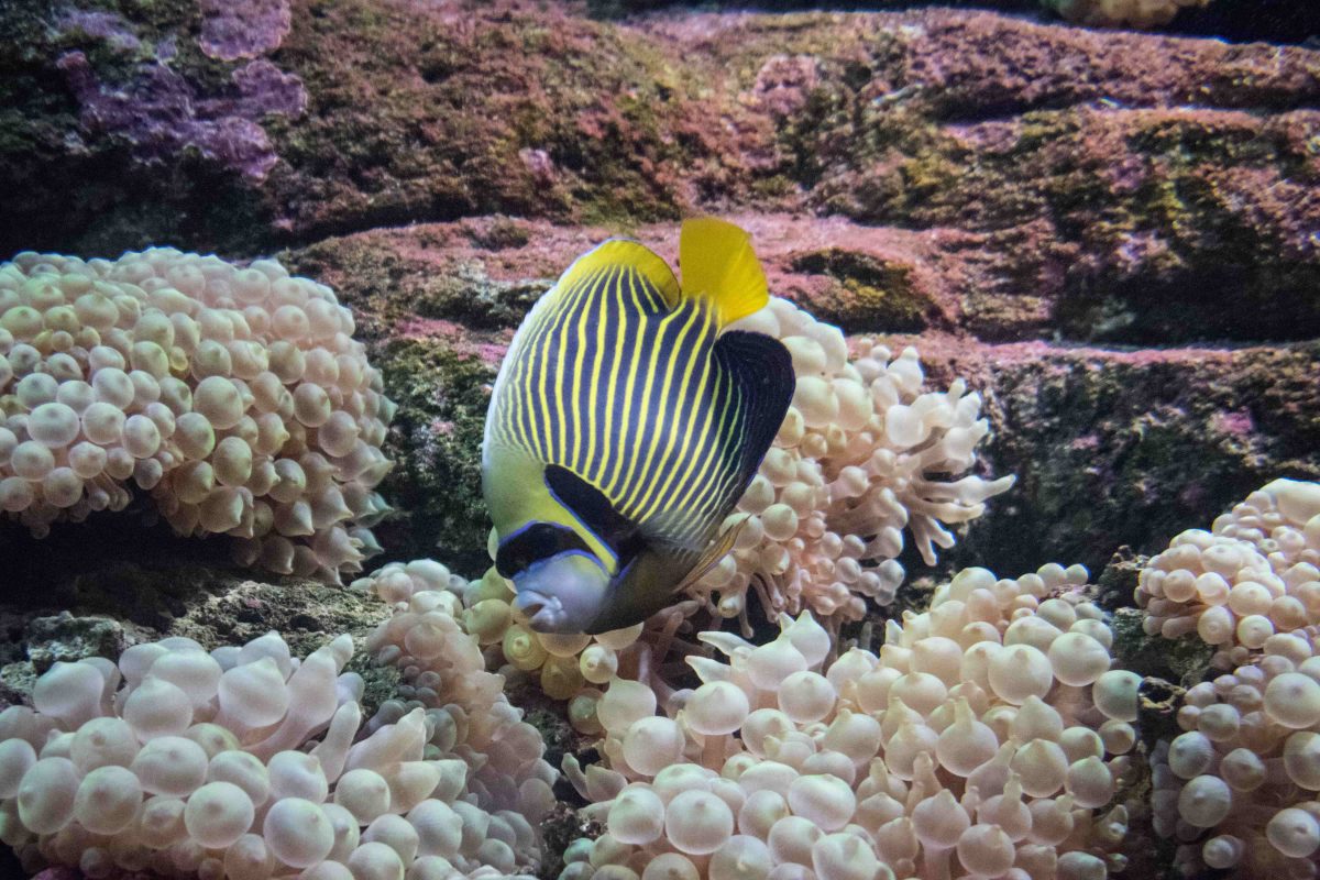 The CretAquarium of Heraklion – myGreece.tv
