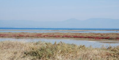 Flamingoes in Attica — where you can see them